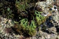 Chondrus crispus